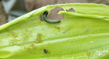 Fall Armyworm likely to spread from India to other parts of Asia with South East Asia and South China most at risk